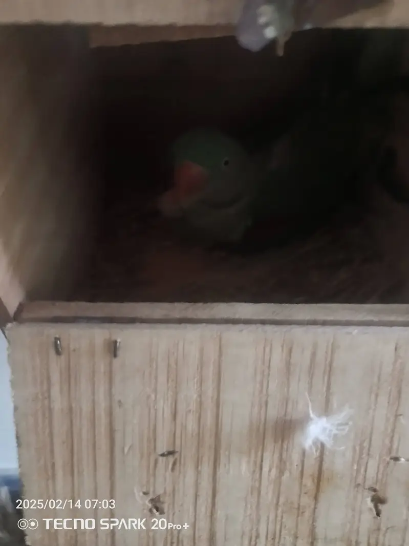 Raw breading pair for sale urgent price final 35000 — photo 5