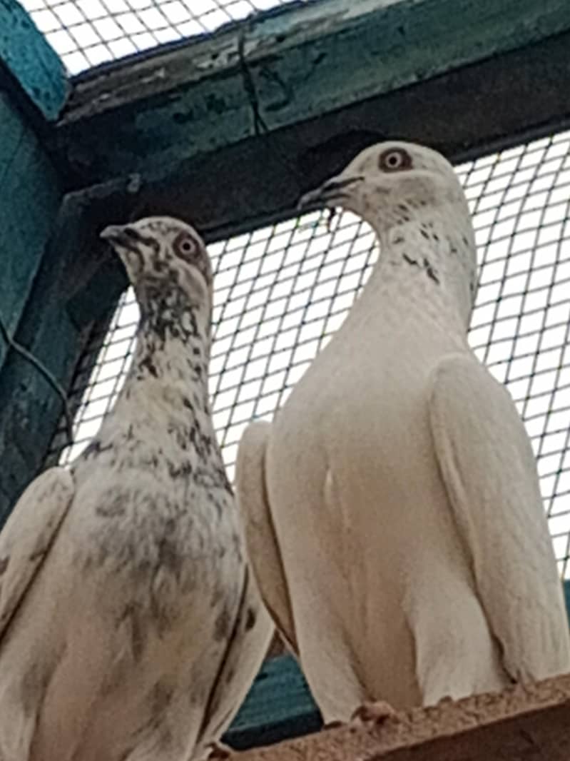 kabli kabootars 2