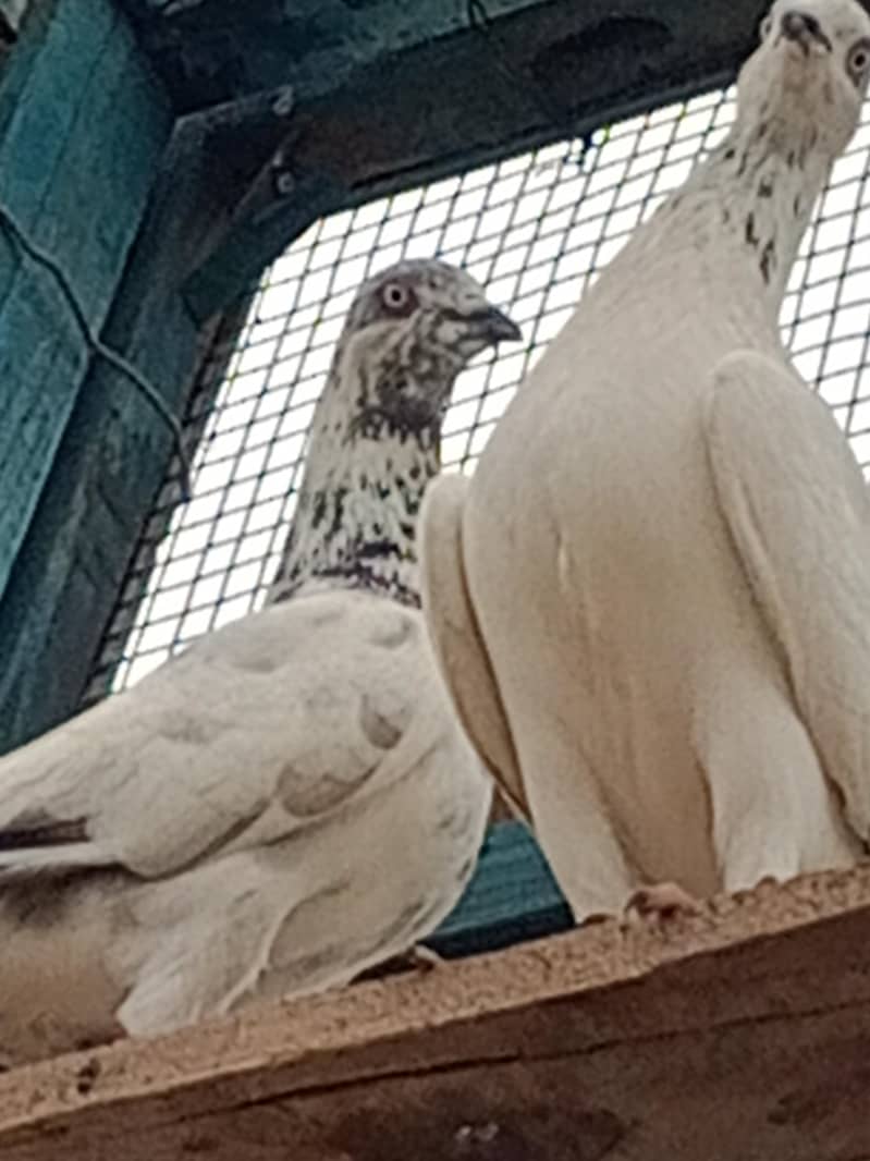 kabli kabootars 3