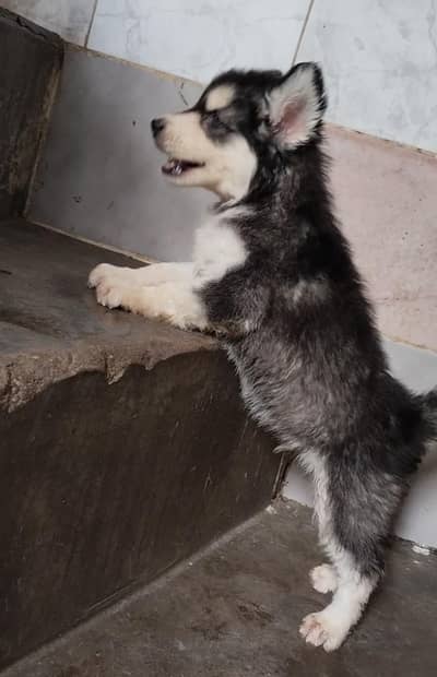 Siberian Husky Blue Eyes Wolly Coat Pair