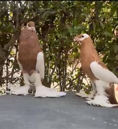 gubara breeder pair with 1 chick