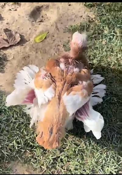 1 chick