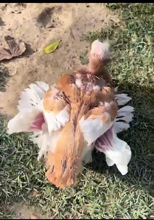 1 chick 0
