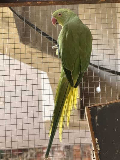 Female green parrot.