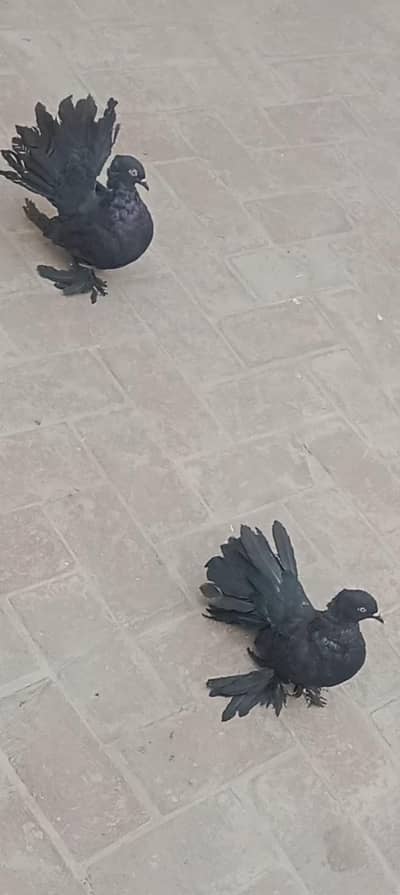 Black lucky pair