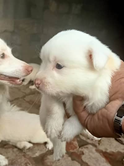 Pomeranians puppies
