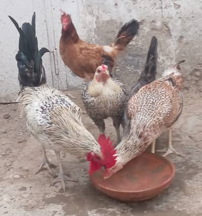Mixed breed Desi/Aseel/Golden Misri - Behtareen Home breed Urgent sell