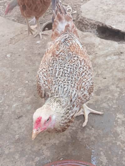 Desi / Aseel broody Hens Urgent sell