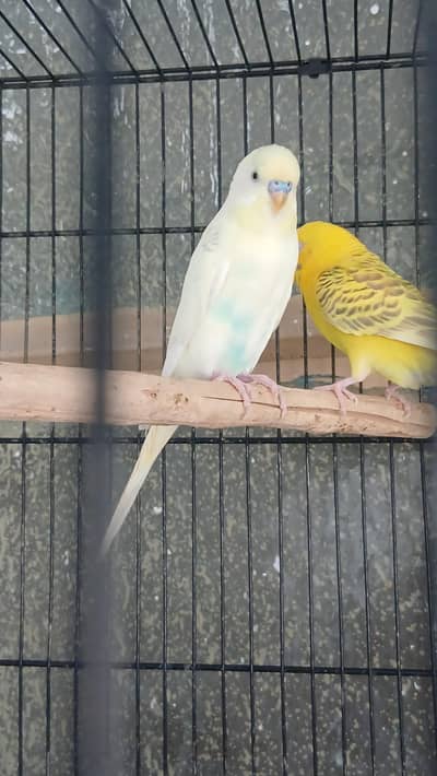 King Size Budgies Male Outstanding Quality Multi Coloured