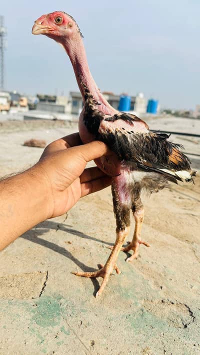 Shamo Aseel Pathay Shamo Chicks Japanese Shamo Murga Patha 03098573144