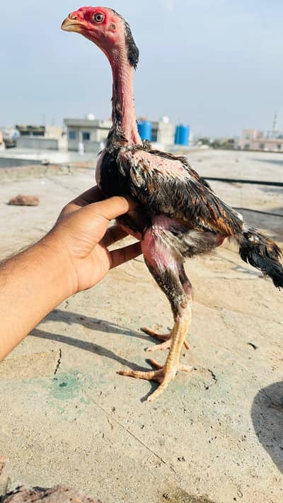 Shamo Aseel Pathay Shamo Chicks Japanese Shamo Murga Patha 03098573144