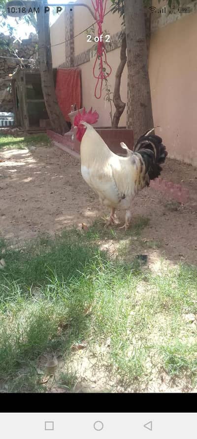 Golden misri