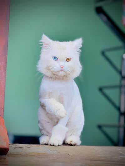 Cute White Persian Mix Cat for Sale