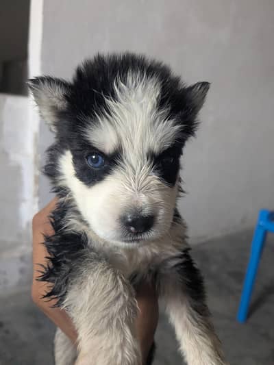 Dogs for sale