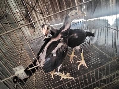 Thai aseel for sale