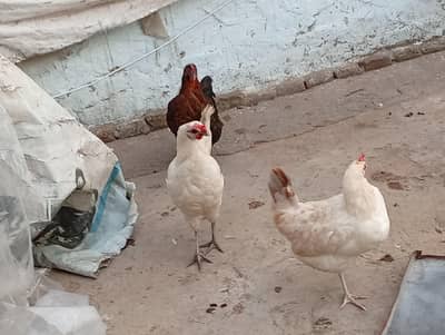 Desi hen for sale
