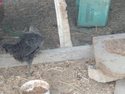 2 female 1 male and one 6 month female