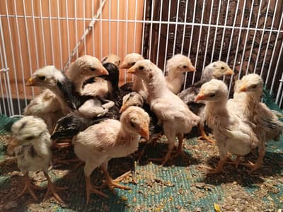 Shamo Choozy shamoo chicks For Sale Age 6 Days All colors