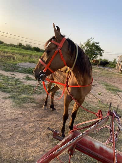 Ghorii for sale age 4 year badamii cooler 25 days ki cros hight 58+