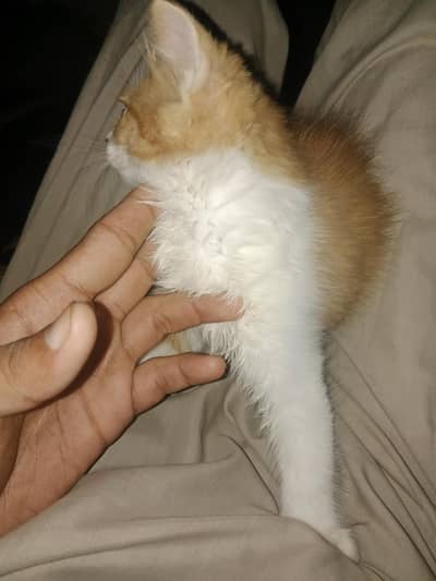 3 female baby Persian cat