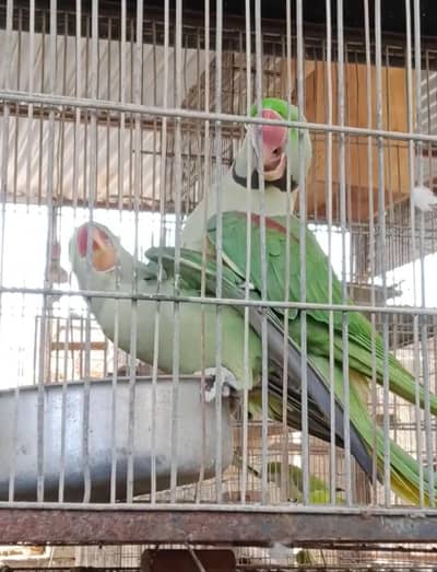 Alexandrine Raw pair