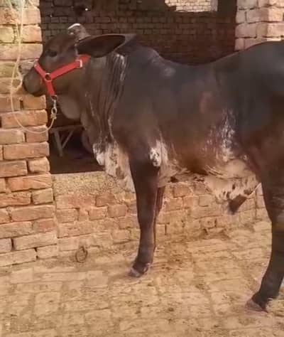 slgueer brhaman bachra
