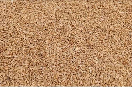 Pure Organic Wheat And Cow Milk