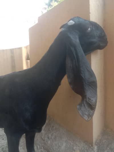 Amritsar beetal tayar first timer goat 03430794795. loation Sialkot.