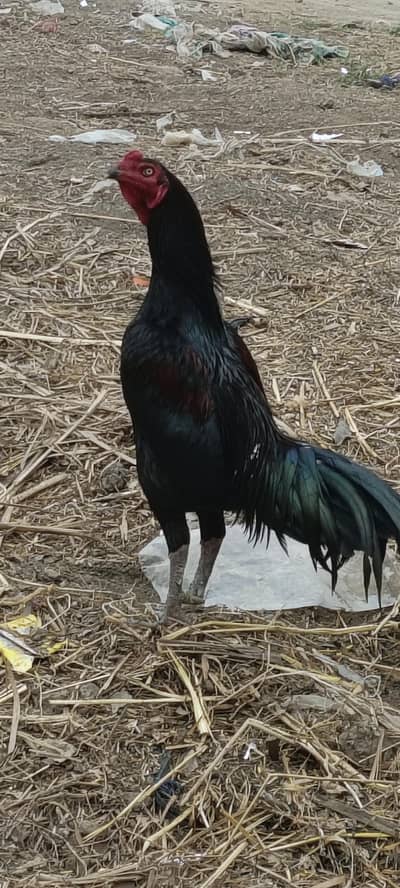Aseel Murga  Real cock