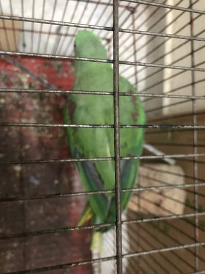 Raw parrot