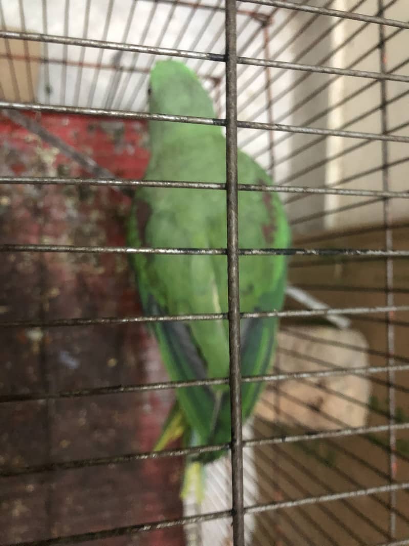 Raw parrot 0