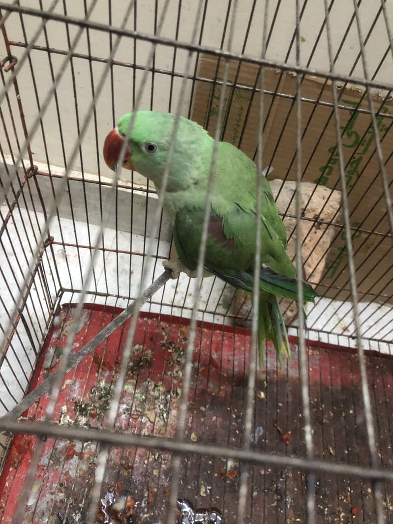 Raw parrot 1