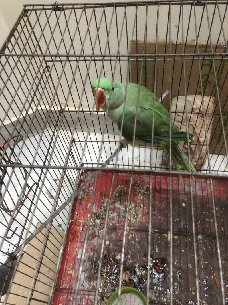 Raw parrot 2
