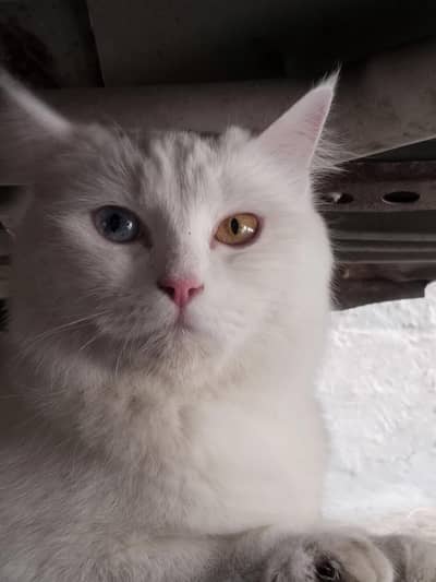 cat for sell