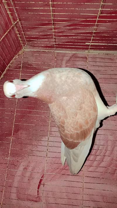 hand tame pegion for sale