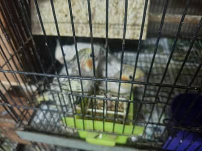 cocktail pineapple conure yellow sided red factor and green chick