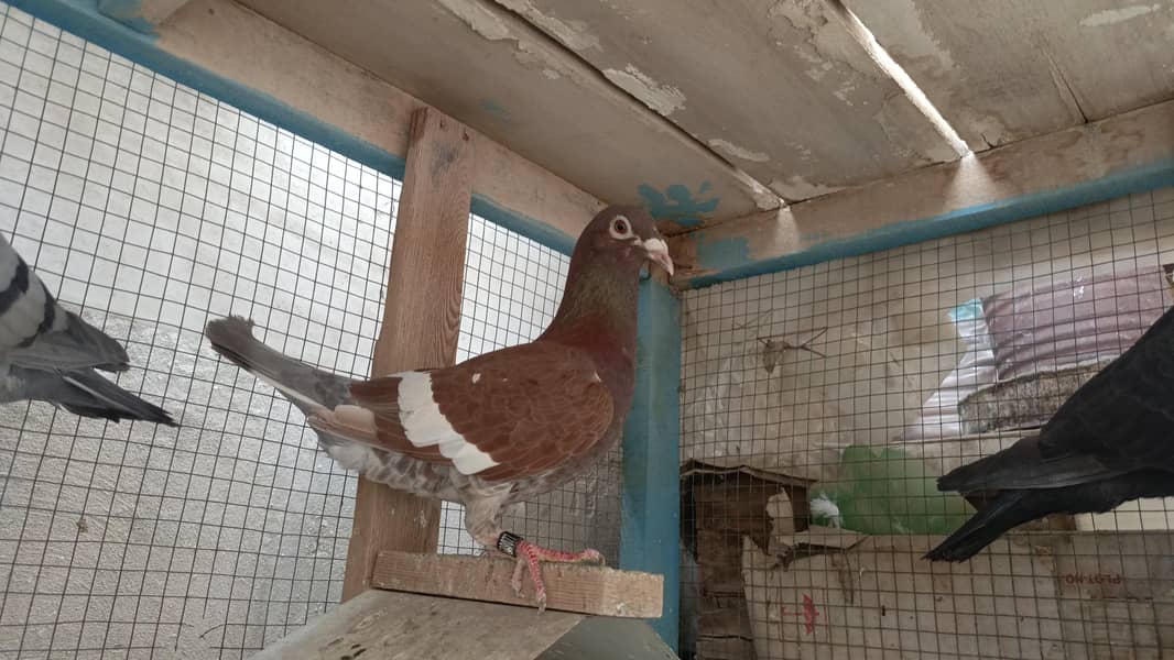 ریسر کبوتر 1