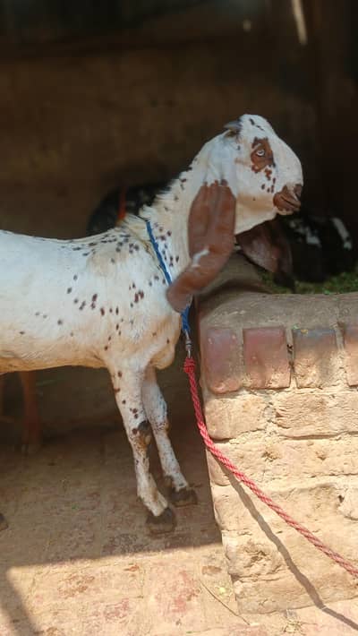top betal bcha