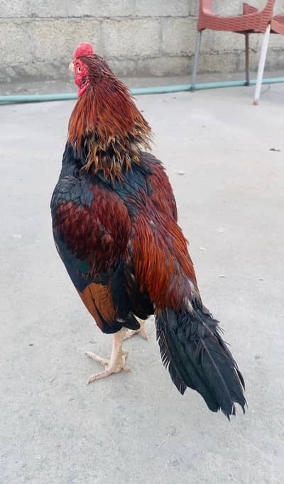 mianwali  lakhay aseel patha available