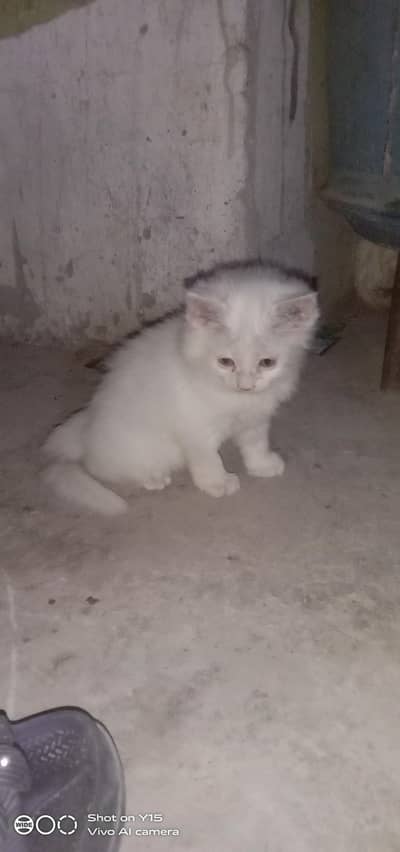 Persian kittens Available In Okara City