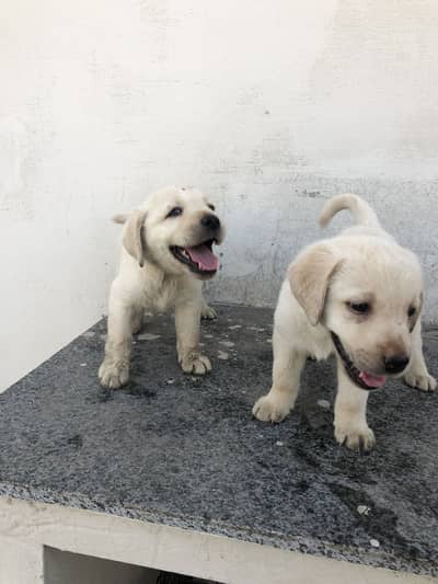 Labrador puppy pair