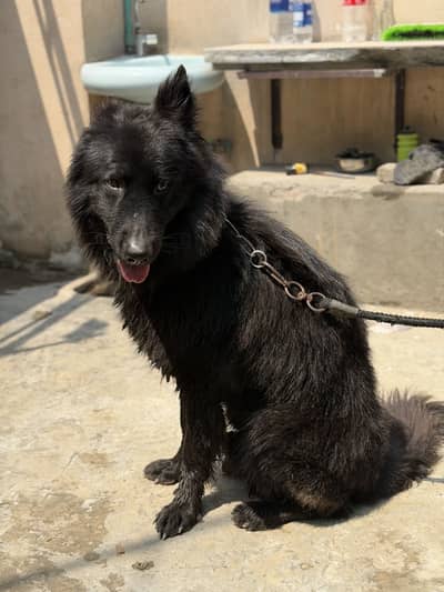 Black shepherd