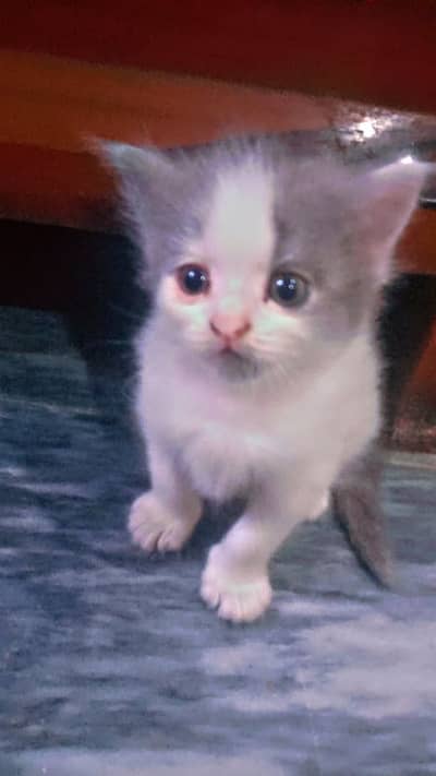 cute cat male