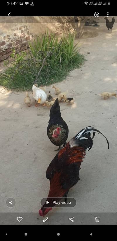7 murgia 1 مُرغا
