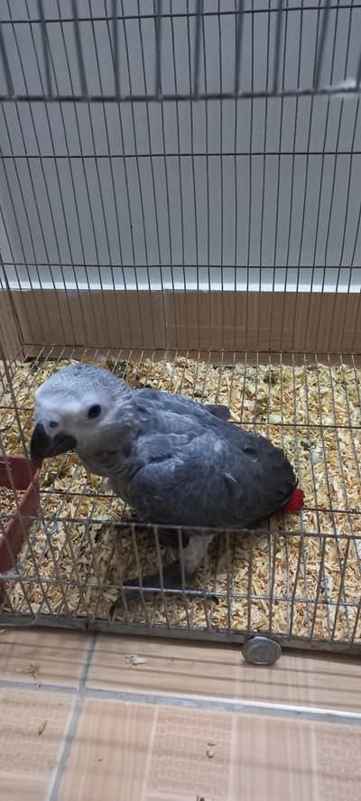 African Grey Parrot Chick / baby Bird 03271249909