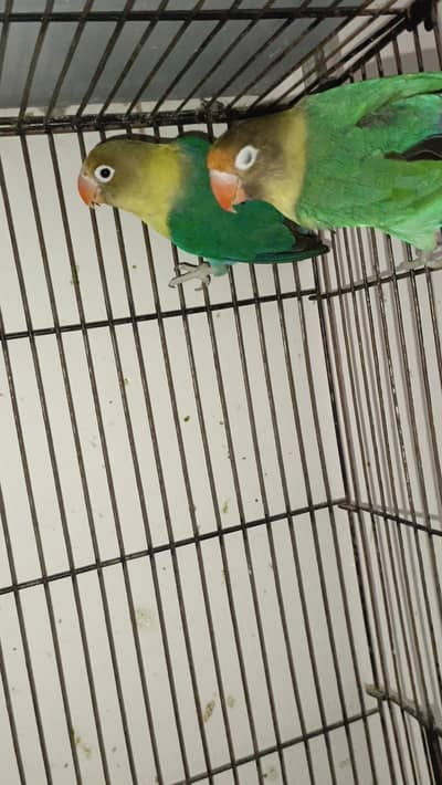 parblue confirm breeder pair