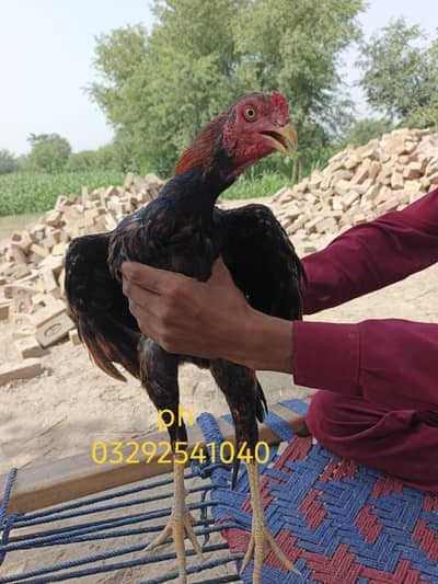 Aseel for sale