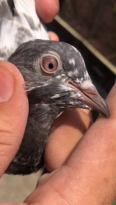 Pure dove wali breeder female available