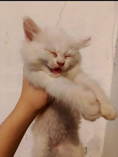 baby cat