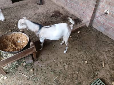 kunj/kanj/sheep/goat/teda/tedda/teddy/barbari